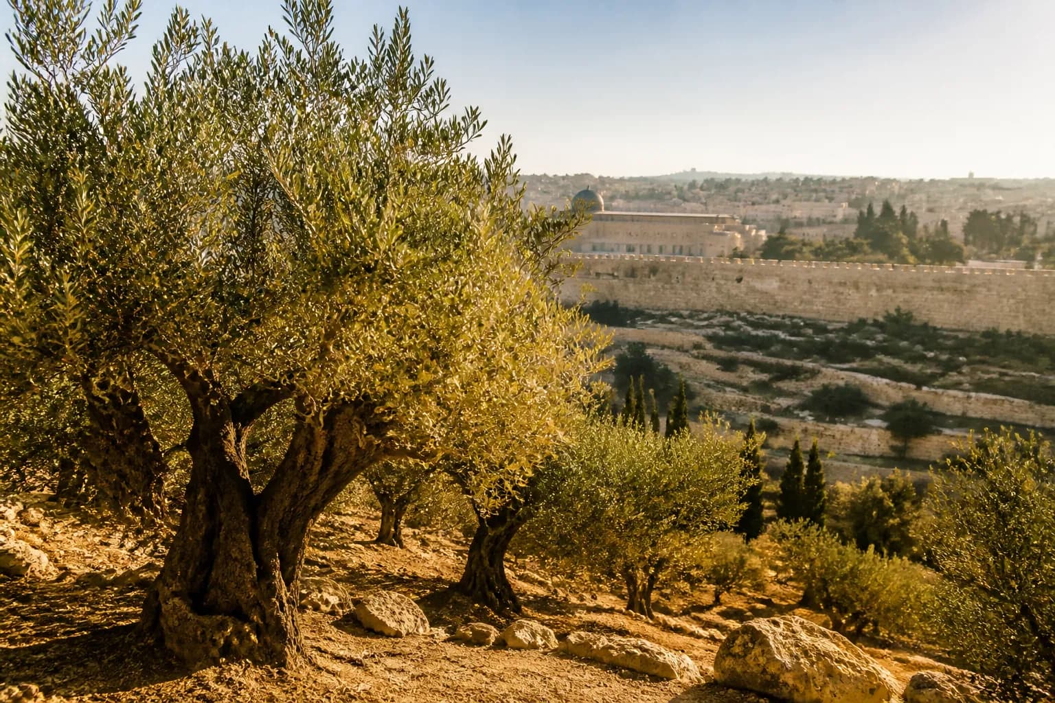 تلال الزيتون والمشهد